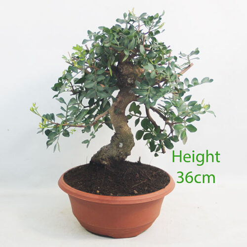 Pistachio Bonsai Tree Part Trained Number 223P