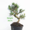 Black Pine Part Trained Bonsai Tree Pinus Thunbergii Number 216P