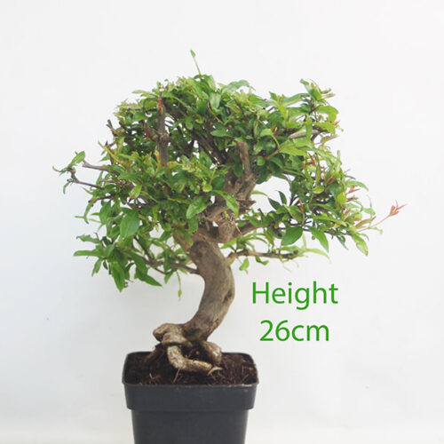 Pomegranate Nejikan Flowering Bonsai Tree Part Trained Number 266P