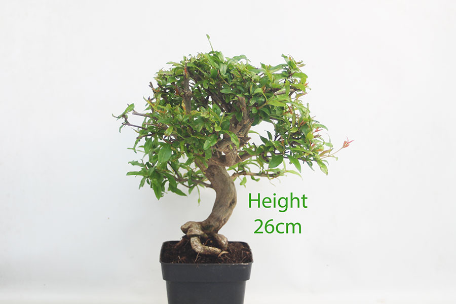 Pomegranate Nejikan Flowering Bonsai Tree Part Trained Number 266P
