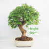 Mulberry Bonsai Tree Number 258P