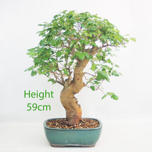 Mulberry Bonsai Tree Number 110P