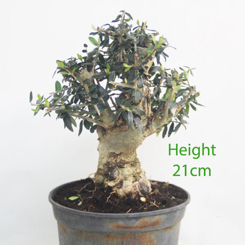 Olive Bonsai Tree Part Trained Number 92P
