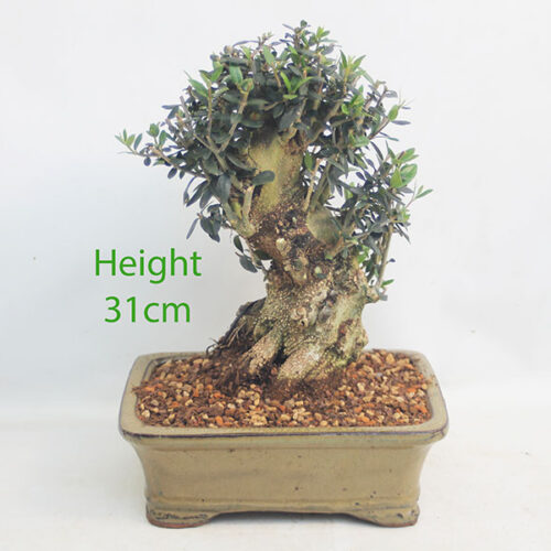 Olive Bonsai Tree Number 12Y