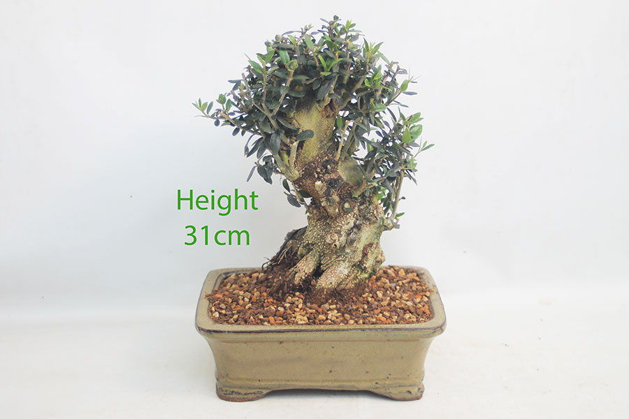 Olive Bonsai Tree Number 12Y