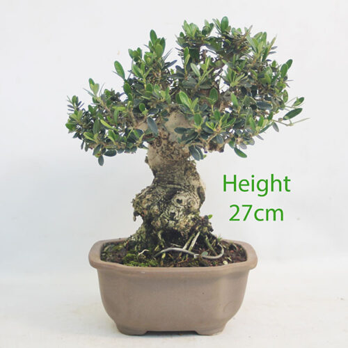 Olive Bonsai Tree Number 281P