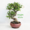 Pomegranate Nejikan Flowering Bonsai Tree Punica Number 80Y