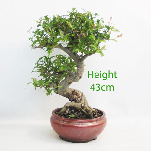 Pomegranate Nejikan Flowering Bonsai Tree Punica Number 80Y