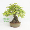 Trident Maple Bonsai Tree Number 82P