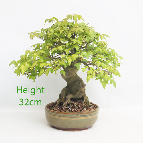 Trident Maple Bonsai Tree Number 82P