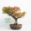 Acer Palmatum Yamamomiji Japanese Maple Bonsai Tree Number 35Y
