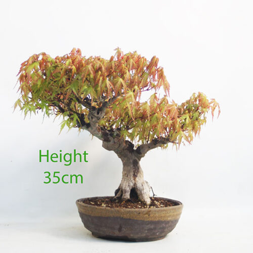 Acer Palmatum Yamamomiji Japanese Maple Bonsai Tree Number 35Y