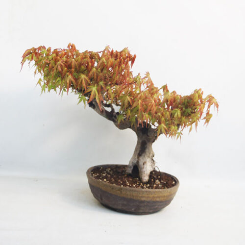 Acer Palmatum Yamamomiji Japanese Maple Bonsai Tree Number 35Y