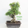 Pomegranate Nejikan Flowering Bonsai Tree Punica Number 294P