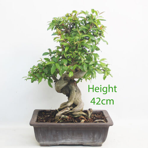 Pomegranate Nejikan Flowering Bonsai Tree Punica Number 294P