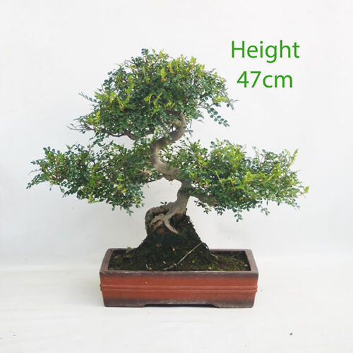 Chinese Pepper Indoor Bonsai Tree Number 299P