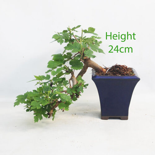Mulberry Bonsai Tree Number 97P