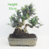 Olive Bonsai Tree Number 234P