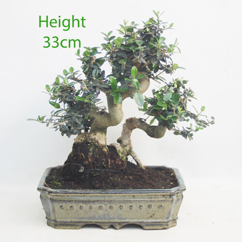 Olive Bonsai Tree Number 234P