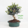 Olive Bonsai Tree Number 290P
