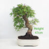 Acer Palmatum Japanese Maple Bonsai Tree Number 86P