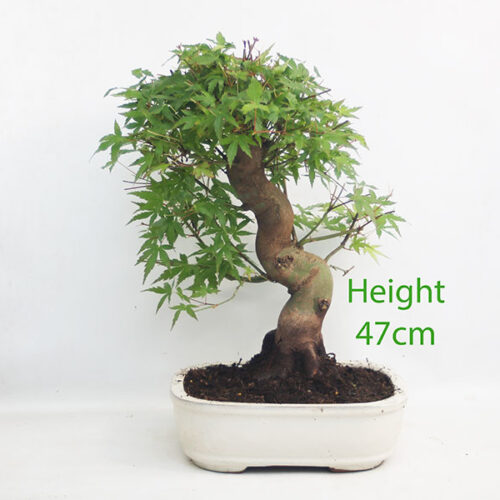Acer Palmatum Japanese Maple Bonsai Tree Number 86P
