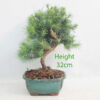 Aleppo Pine Bonsai Tree Number 181P