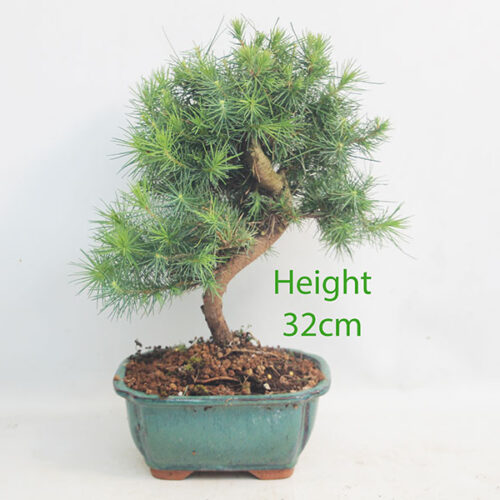 Aleppo Pine Bonsai Tree Number 181P