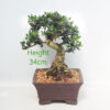Olive Bonsai Tree Number 11Y