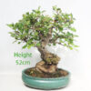 Crab Apple Flowering Bonsai Tree Malus Number 91P