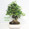 Crab Apple Flowering Bonsai Tree Malus Number 253P