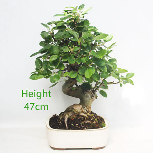 Crab Apple Flowering Bonsai Tree Malus Number 253P