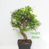 Pomegranate Nejikan Flowering Bonsai Tree Part Trained Number 101P