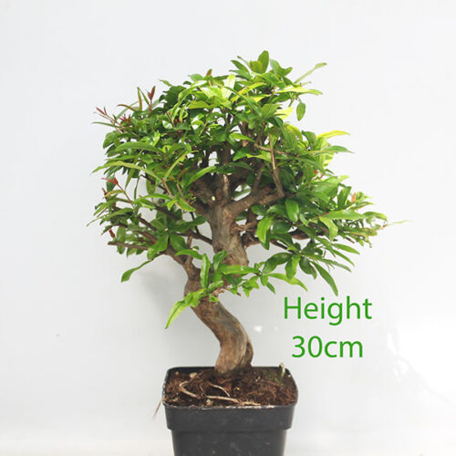 Pomegranate Nejikan Flowering Bonsai Tree Part Trained Number 101P