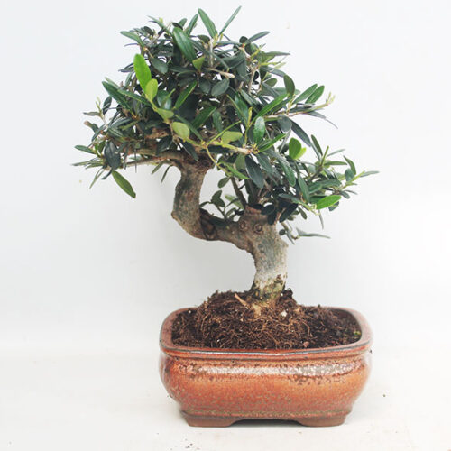 Small Olive Bonsai Trees available to buy from All Things Bonsai Sheffield Yorkshire with free UK delivery