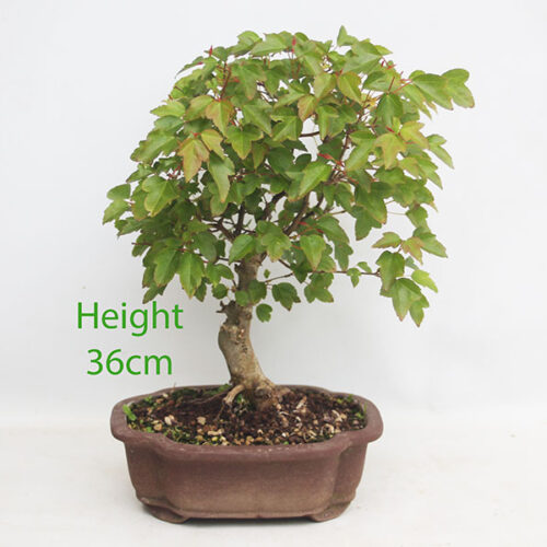 Trident Maple Bonsai Tree Number 5P