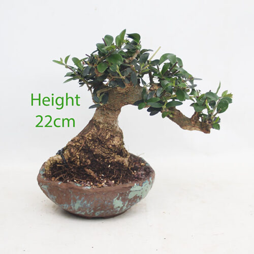 Olive Bonsai Tree Number 366P