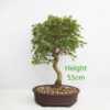 Trident Maple Bonsai Tree Number 57Y