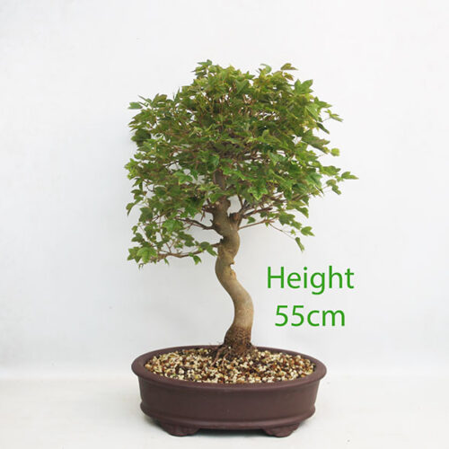 Trident Maple Bonsai Tree Number 57Y