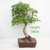 Trident Maple Bonsai Tree Number 86P