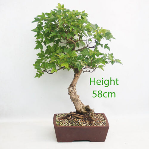 Trident Maple Bonsai Tree Number 86P