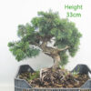 Chinese Juniper Bonsai Tree Part Trained Number 308P