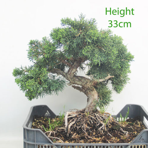 Chinese Juniper Bonsai Tree Part Trained Number 308P