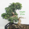 Chinese Juniper Bonsai Tree Part Trained Number 34P