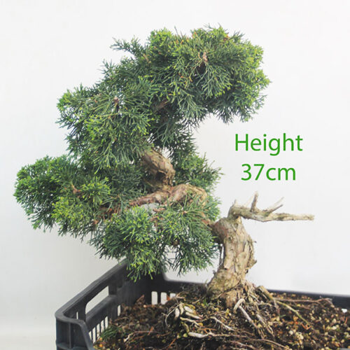 Chinese Juniper Bonsai Tree Part Trained Number 34P