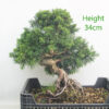 Chinese Juniper Bonsai Tree Part Trained Number 20Y