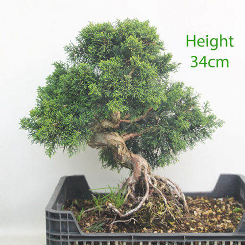 Chinese Juniper Bonsai Tree Part Trained Number 20Y
