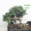 Chinese Juniper Bonsai Tree Part Trained Number 226P