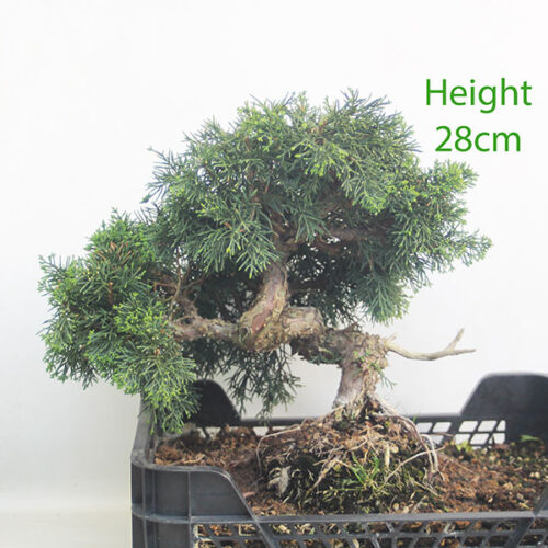 Chinese Juniper Bonsai Tree Part Trained Number 226P