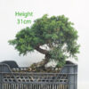 Chinese Juniper Bonsai Tree Part Trained Number 65P